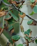 Leaf Scorch